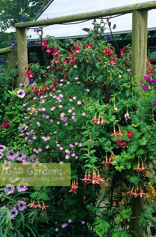 Floral hanging baskets suspended from a wooden trellis. Designed by Alan Titchmarsh at Barleywood, Hampshire.
