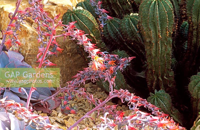 Echeveria 'Afterglow' and Euphorbia horridus