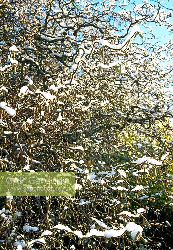 Salix babylonica var. pekinensis 'Tortuosa' freaked with snow