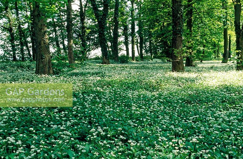 Allium hirsutum carpeting the ground in deciduous woodland