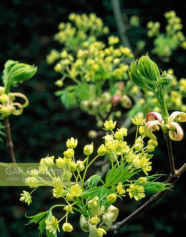 Flowers of Acer palmatum reticulatum