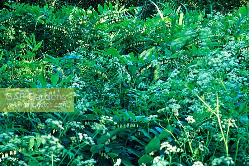 Polygonatum biflorum with Anthriscus sylvestris in deciduous woodland