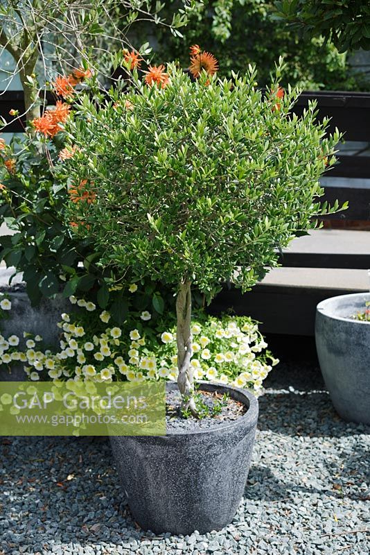Olea europaea - Standard olive tree in planter