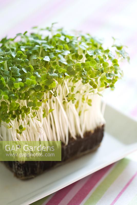 Salad garnish - mixture of rape seedlings and cress seedlings on white plate