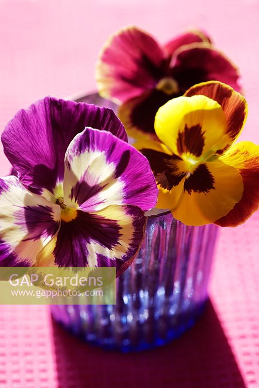 Yellow, pink and purple pansies in blue ribbed glass vase