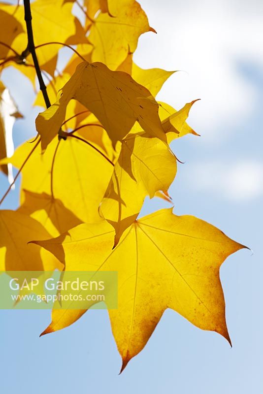 Acer cappadocicum 'Aureum' - Golden Caucasian Maple or Cappadocian Maple