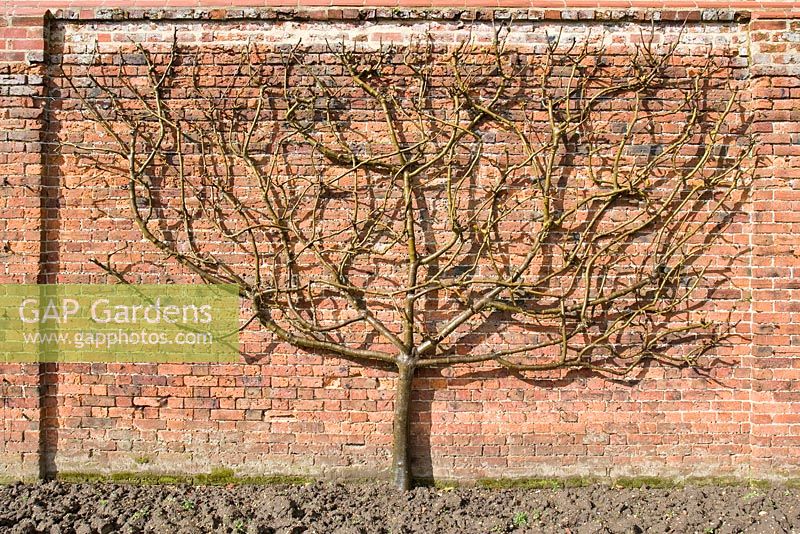Ficus - Fan trained fig tree in walled garden