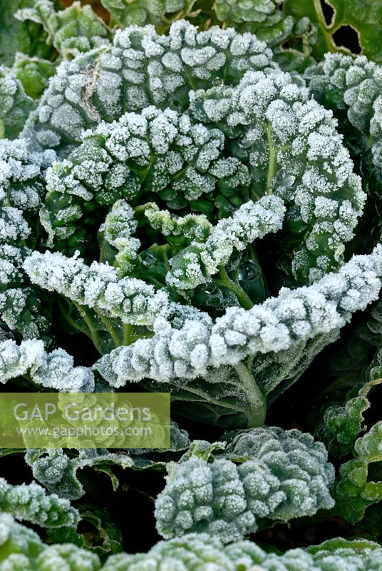 Brassica 'Vertus' - Savoy cabbage in Autumn frost