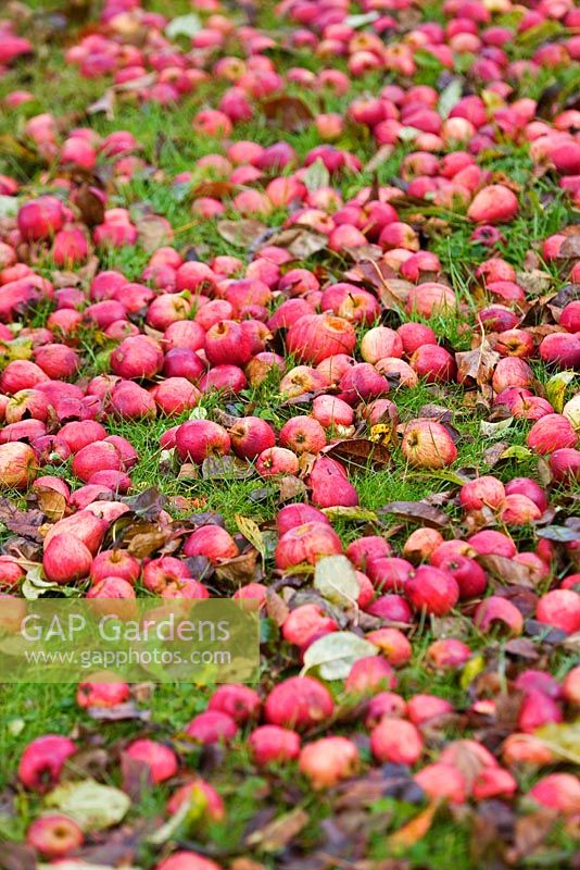 Fallen apples rotting on the ground