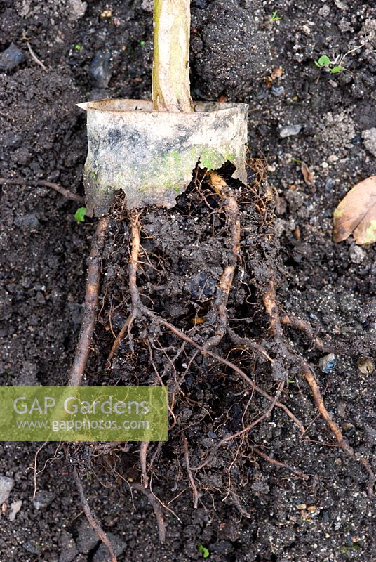 Phaseolus coccineus - Runner bean roots grown through the remains of a peat pot