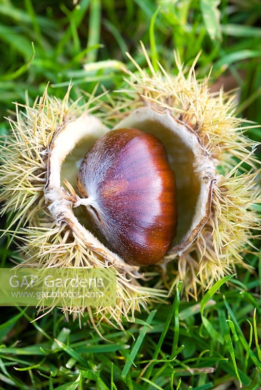 Castanea sativa - Single sweet chestnut in its open pod on grass