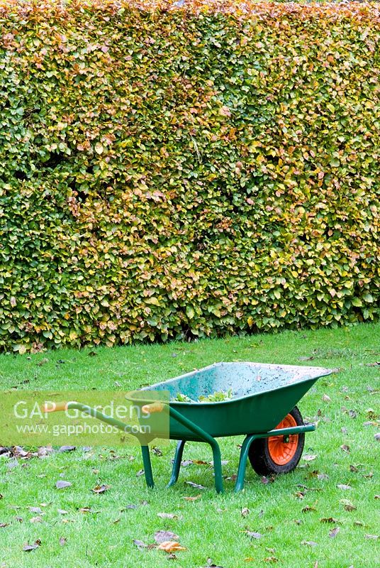 Green wheelbarrow on an autumn lawn before a beech hedge