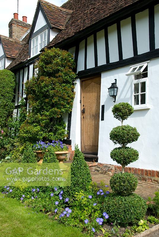 Front of house with clipped topiary - Croft Cottage, Benington, Hertfordshire 