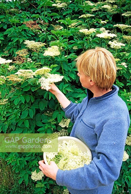 Woman picking Sambucus nigra - Elderflowers