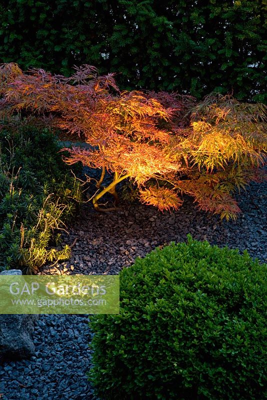 Spot light illuminating Acer in garden