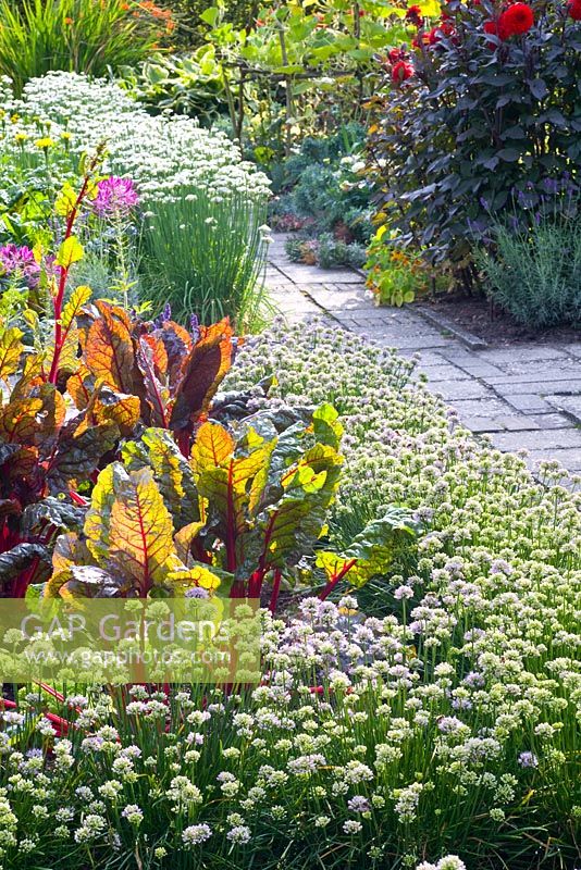 Potager garden with Allium senescens, Allium tuberosum and Beta vulgaris 'Vulkan'