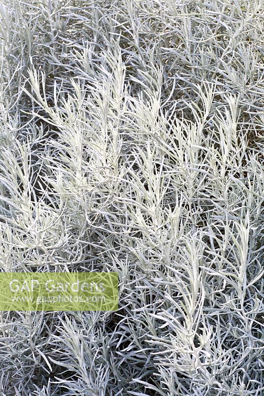 Helichrysum italicum 'White Barn' 
