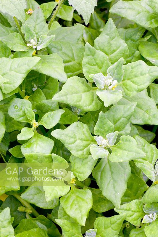 Tetragonia expansa - New Zealand spinach 