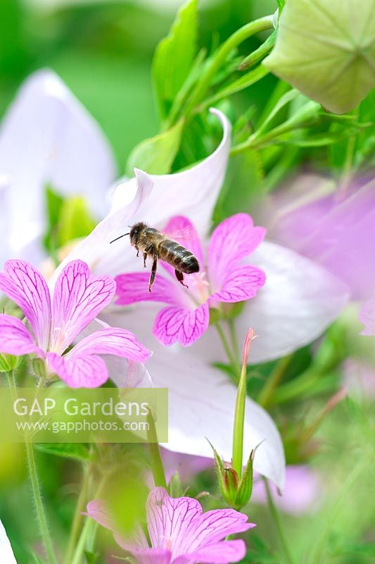Honey bee hovering over Geranium vivace