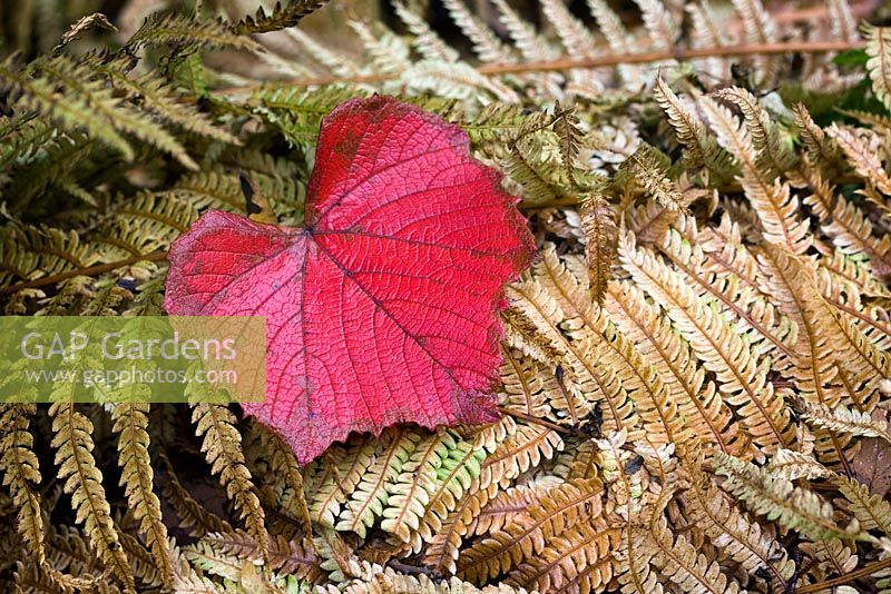 Vitis cognetiae - fallen autumn leaf lying on Matteucia struthiopteris 