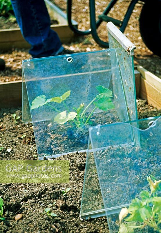 Make shift cloches made from panes of glass protecting vegetables