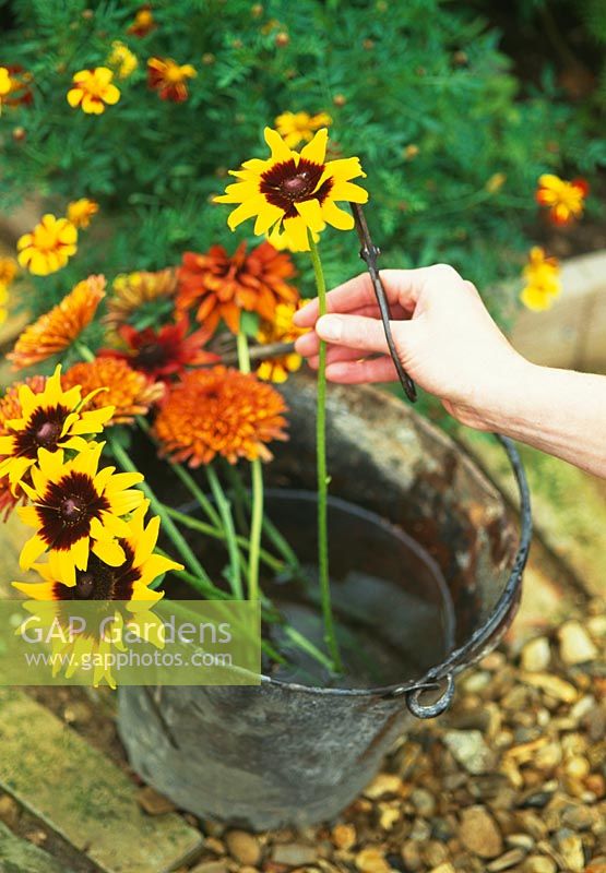 Woman putting cut flowers into bucket of water