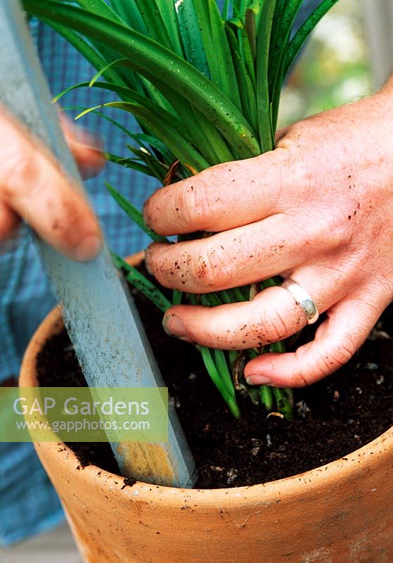 Planting Agapanthus in pot - Firming compost around roots