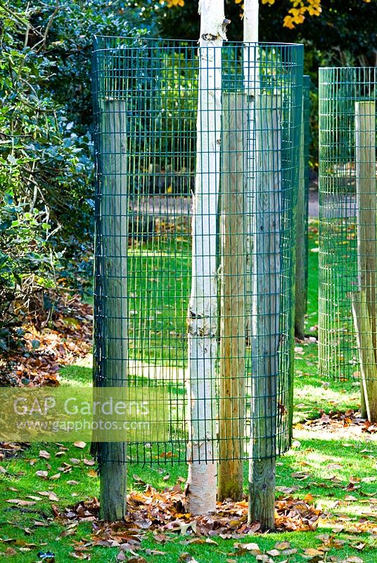 Young silver birch trees protected by individual wire enclosures