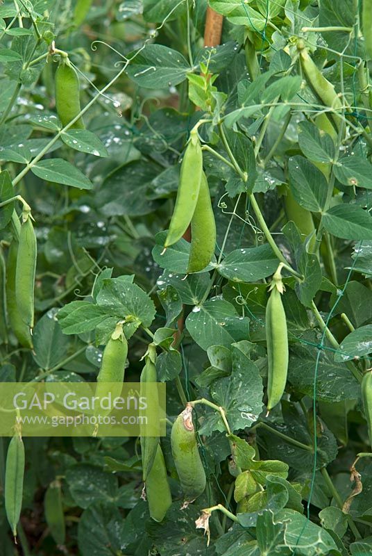 Pisum sativum 'Feltham First' - Peas