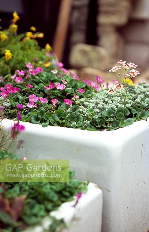 Alpines planted in old sinks