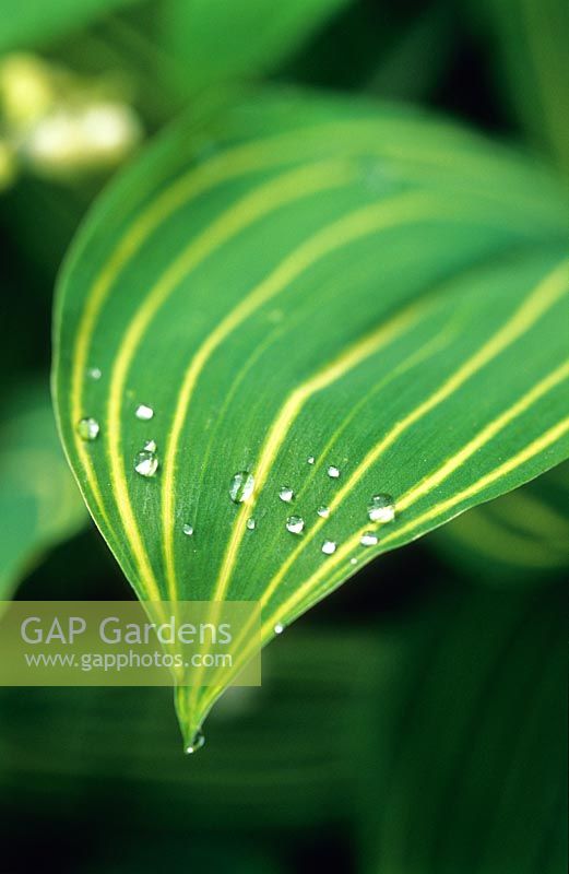 Convallaria majalis 'Albostriata' - Leaf with raindrops