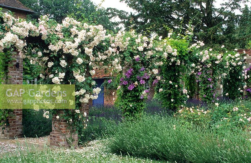 Roses and Clematis on pergola
