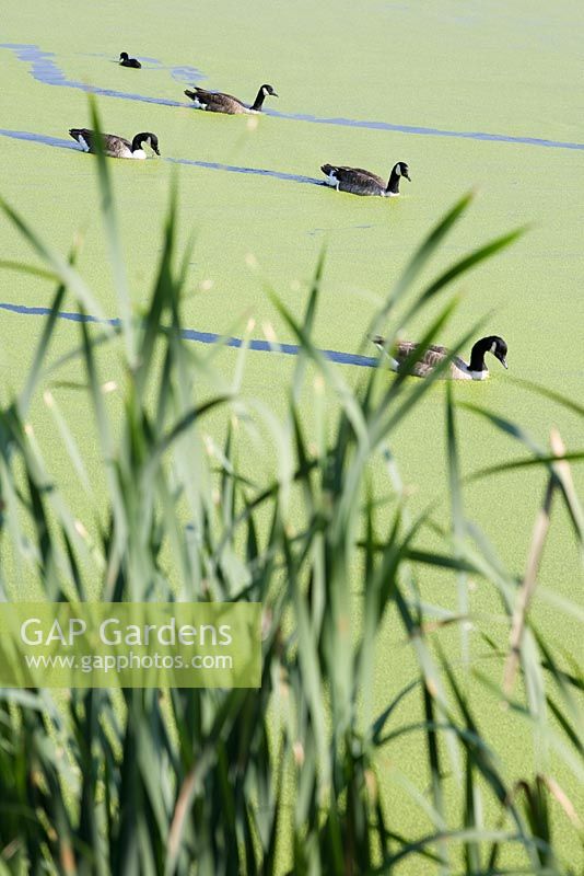 Branta canadensis  - Canada geese on weed covered lake 
