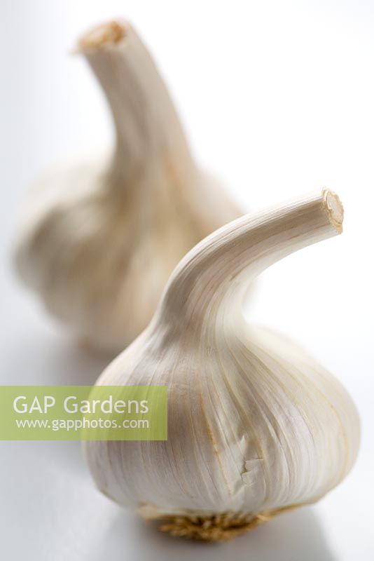Allium savitum - Garlic