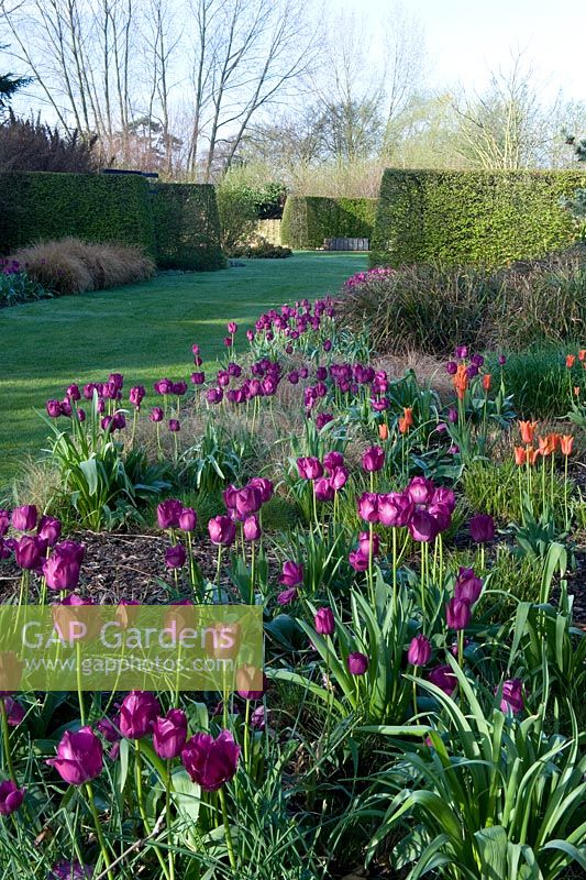 The tulips are lit by early morning glancing light, to give them shape and identity. Beyond, there are high hedges that separate the various 'rooms' that make up the garden - Broadview Gardens, Hadlow College, Kent.