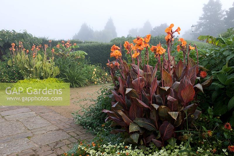 Two borders of Canna x generalis in early, misty morning in September - Broadview Gardens, Hadlow College, Kent