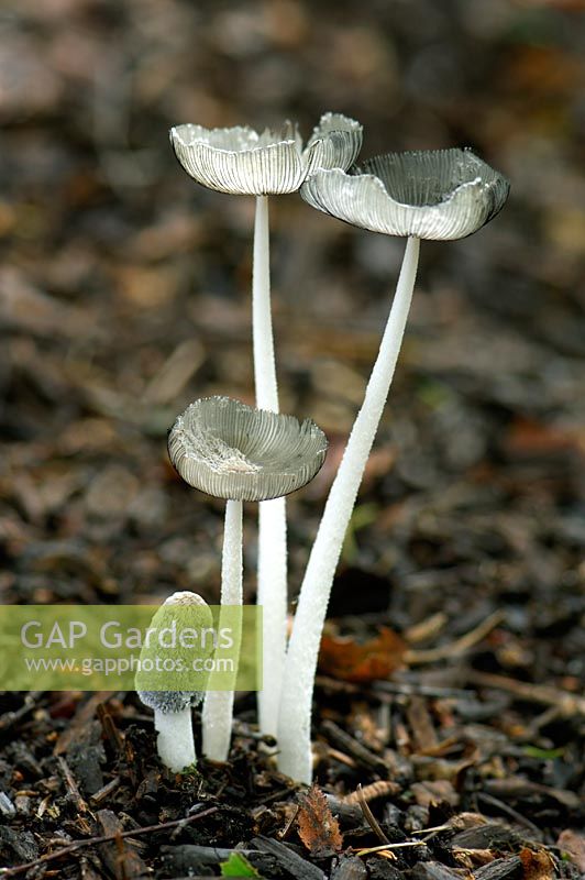 A tall, fragile grey Agaric which thrives in a habitat of leaf litter or charred wood