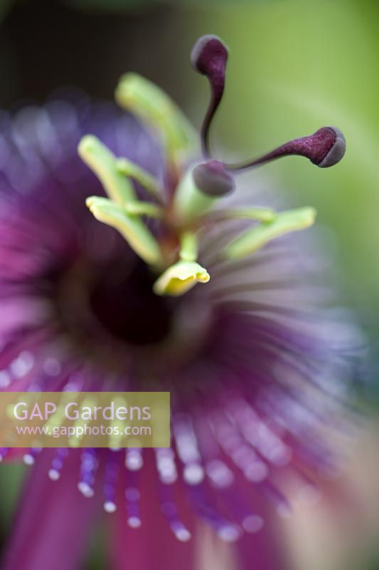 Passiflora - Passion flower in Norfolk garden conservatory in August