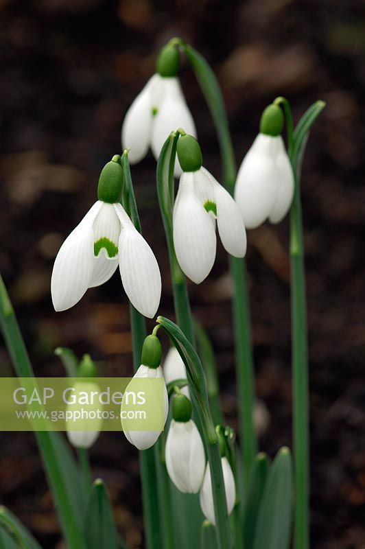 Galanthus 'Sam Arnott' - Snowdrops in Kent garden