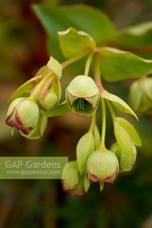 Helleborus - Stinking Hellebore has an unpleasant scent and can cause skin irritation, borne in clusters late winter to early spring
