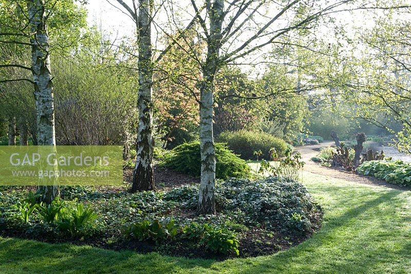 Early morning and the new growth of spring foliage in a border with Betula trees - Hadlow College, Kent