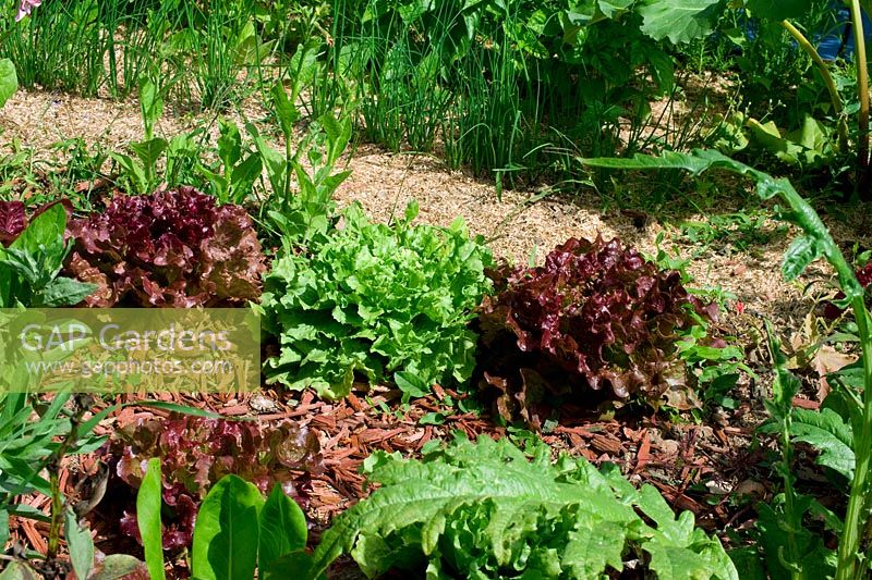 Mixed lettuces in border
