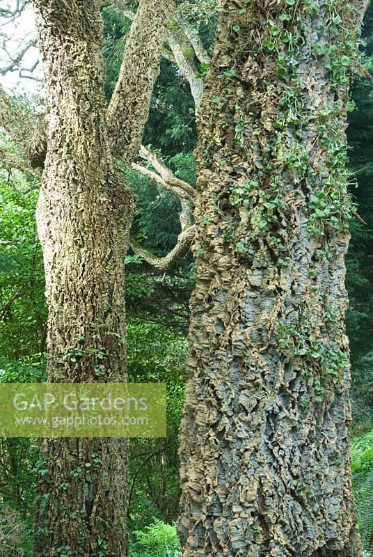 Extraordinary ridged and furrowed bark of Quercus suber, the Cork Oak - Blackpool Gardens
