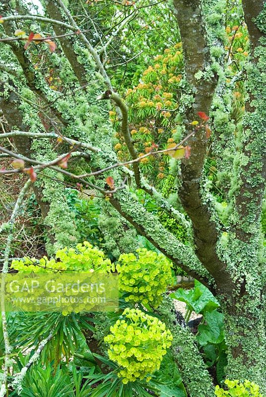 Lichen encrusted trunks of Cercis siliquastrum, the Judas tree, with lime green flowerheads of Euphorbia characias subsp wulfenii - Caervallack Farm, St Martin, Helston, Cornwall, UK