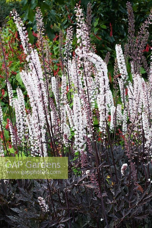 Actaea simplex with Persicaria in the background