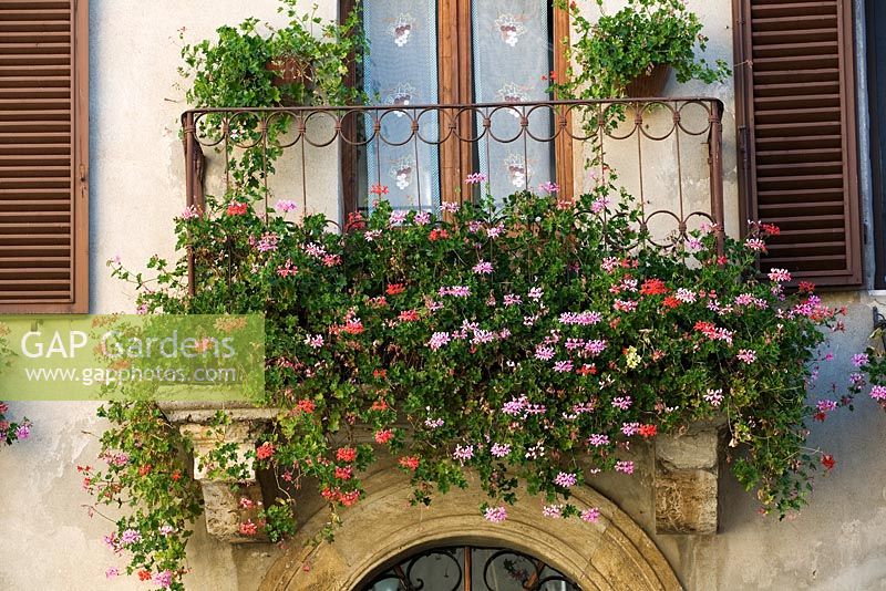 Pelargonium growing in pots on a balcony in Tuscany, Italy