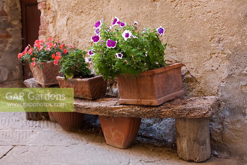 Petunia in a pot outside a old house in Tuscany, Italy