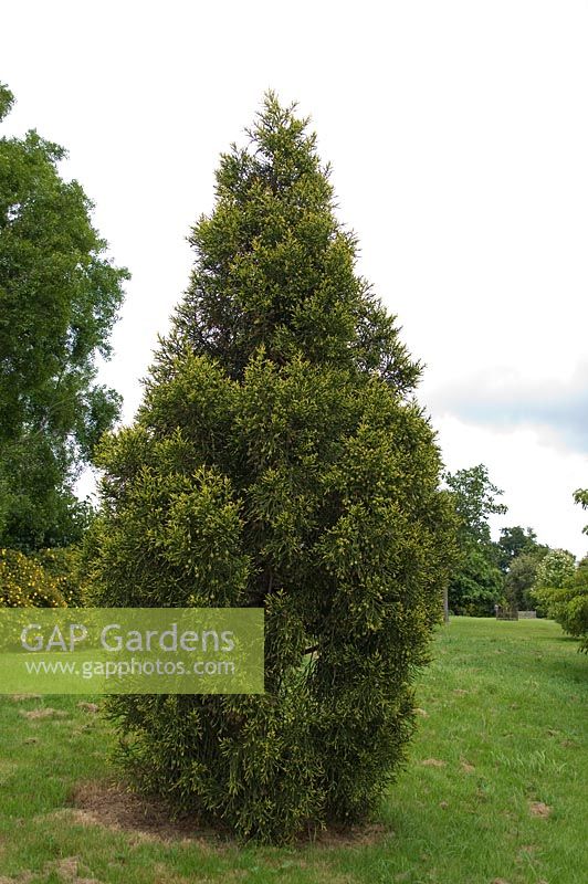 Athrotaxis laxifolia - Wakehurst Place Gardens, Sussex