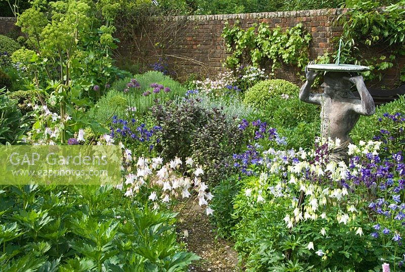 Walled herb garden shaped with mounds of variegated box and santolina with Salvia officinalis 'Tricolor', alliums, aquilegias, lovage and tall Angelica archangelica. Private garden, Hampshire.