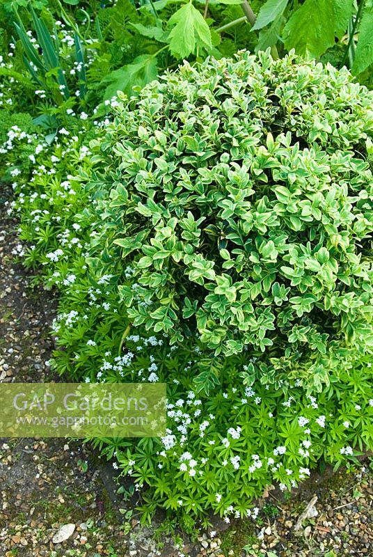 An edging of Galium odorata, sweet woodruff, below clipped box in walled herb garden 
